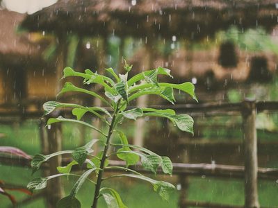 Las plantas de pocos cuidados que resisten todo, incluso la temporada de lluvias: tomá nota