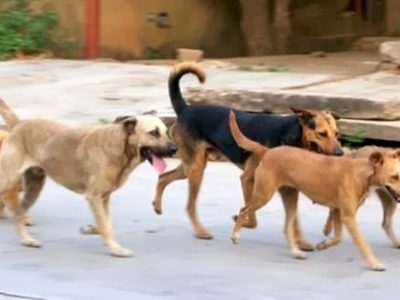 Zapala: perros callejeros también son asistidos