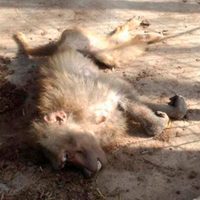 Policías catean parque ecológico en Reynosa; encuentran decenas de animales sin comida y agua