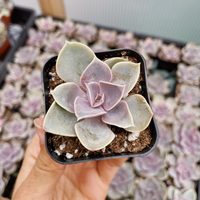 Madreperla: cómo cuidar esta hermosa suculenta que es muy resistente al frío