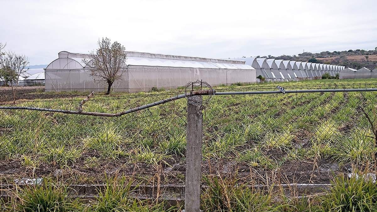 Los futuros invernaderos de cannabis