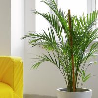 3 palmeras de interior que están de moda y embellecen cualquier rincón de tu hogar