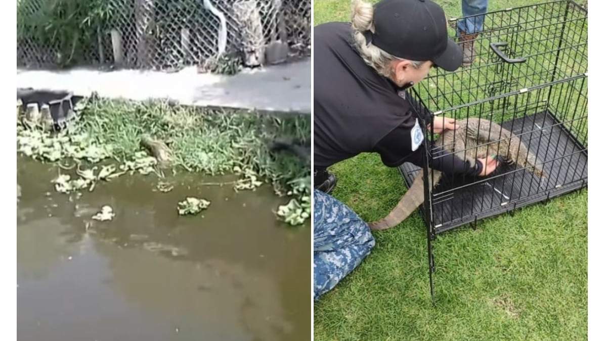 El varano del Nilo fue rescatado