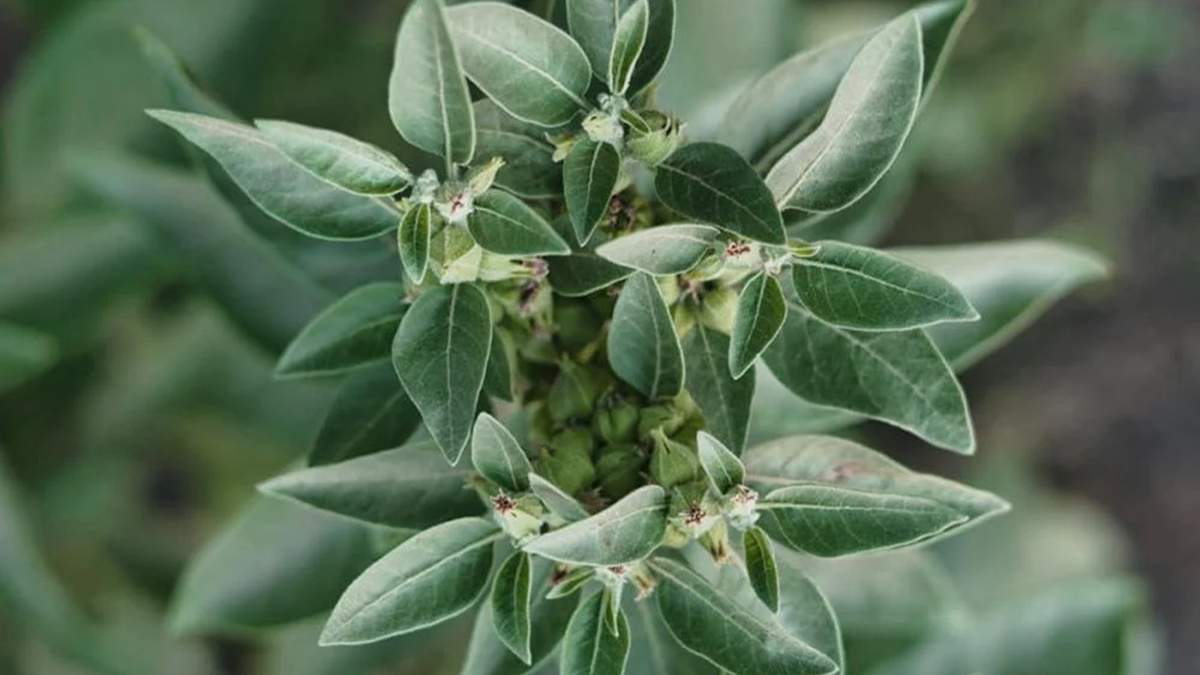 La Ashwagandha ofrece una prometedora alternativa natural para quienes buscan aliviar el insomnio