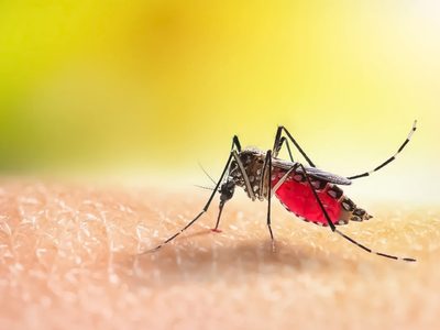Argentina suma más de 420 mil contagios de dengue y 301 muertes