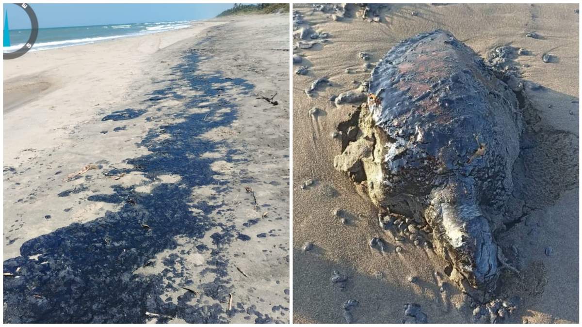 Manchas de hidrocarburo en playas de Veracruz; cadáver de tortuga marina con manchas de chapopote