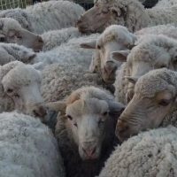 Chubut bajo alerta sanitaria por sarna ovina en varios departamentos