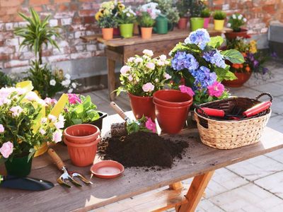 Si no da el sol en tu jardín, 8 plantas llenas de flores que aman la sombra y decoran tu espacio