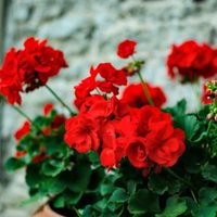 El secreto de los expertos para que tu planta de Geranios crezca sana y explote de flores