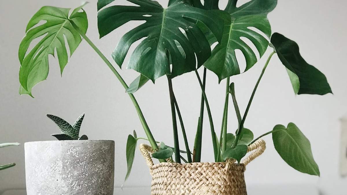 Planta monstera. Fuente:  (Instagram).