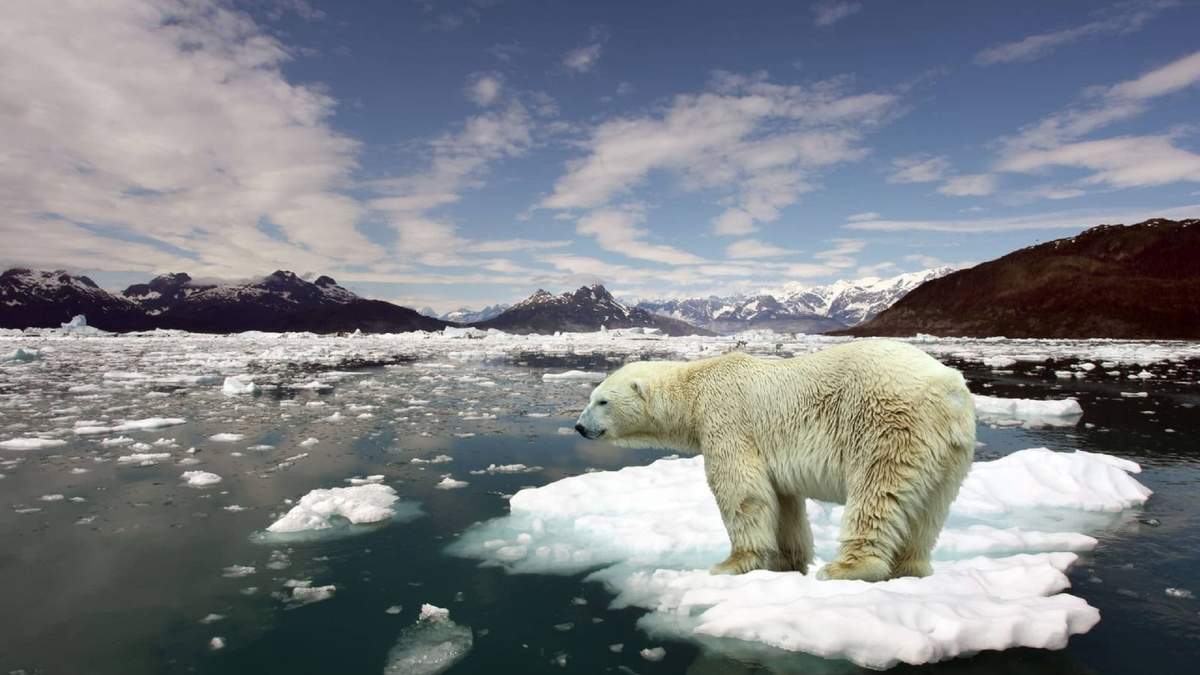 Los osos polares sufren las consecuencias del calentamiento global provocado por el cambio climático. Fuente: (Twitter)