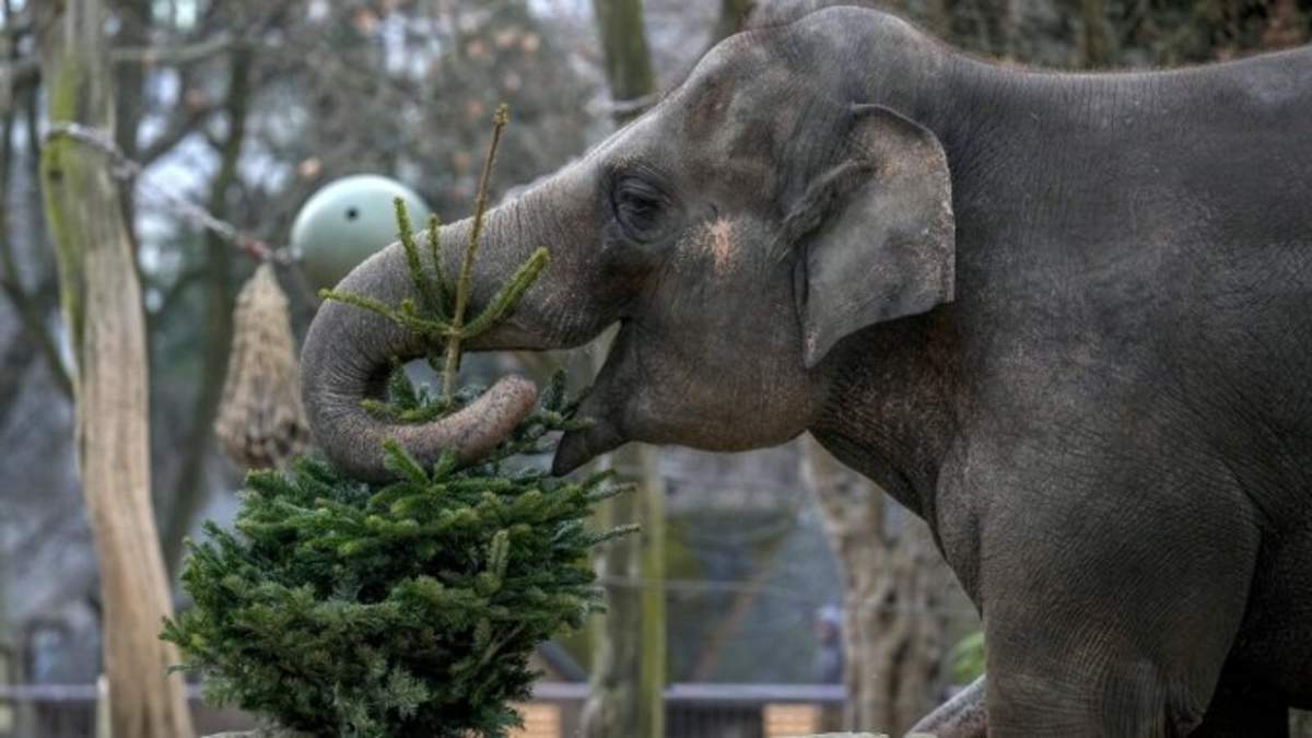 Un elefante carga un árbol de Navidad para alimentarse, en el zoológico de Berlín, Alemania, el viernes 3 de enero de 2025. El zoo solo acepta árboles frescos y sin usar, de vendedores seleccionados