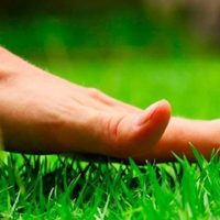 Decile chau al pasto: la hierba que tu jardín estaba esperando y tiene beneficios para el suelo y el entorno