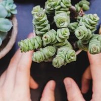 Cuáles son las suculentas comestibles y cómo cuidarlas