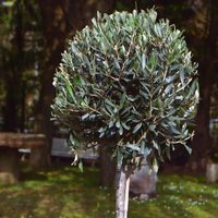Te sorprenderá: el secreto de los viveristas para tener tu propia planta de Olivo en casa y cosechar aceitunas
