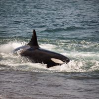 Sorpresa en Las Grutas: una familia de orcas llegó antes de lo previsto