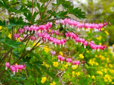 La sombra no es problema: estas 6 plantas florecen igual y hacen que el jardín explote de color