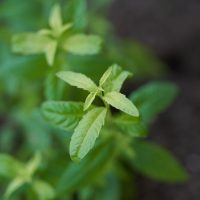 El truco para reproducir tu planta de Cedrón en casa y disfrutarlo en infusiones todo el invierno