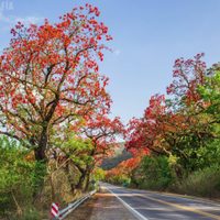 El árbol ideal para las veredas de barrio: aporta sombra, mucho color y cero problemas con los pisos