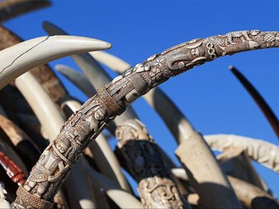 Sentencian a 5 años de prisión en EU a traficante de cuernos de rinoceronte y marfil de elefante