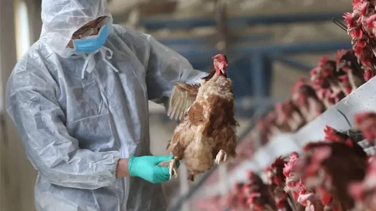 La granja en Senillosa perdió toda la producción por la gripe aviar. Fuente: (Energía).