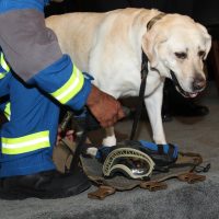 La Semar jubila a Frida, la perrita rescatista del #19S (Video)