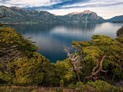 Se plantaron 2.500 araucarias en el Parque Nacional Lanín