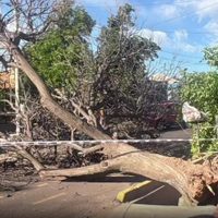 La furia del viento: un árbol cayó y quedó la calle cortada en Guaymallén