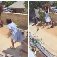 Una joven empuja a un oso para salvar a sus mascotas y se vuelve viral (Video)