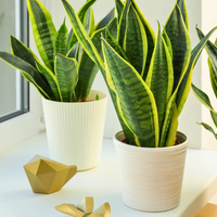 Si ya no sabés qué hacer para que tus plantas no se marchiten, conocé estas opciones que nunca se secan