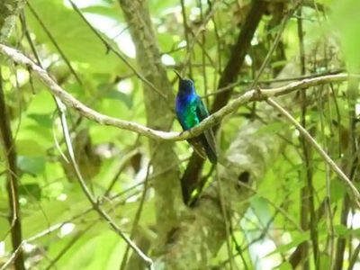 Redescubren un raro colibrí en Colombia que no se veía desde 2010: solo fue fotografiado tres veces