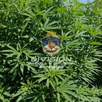 Arrancaron 51 plantas de cannabis de grandes dimensiones en San Patricio del Chañar