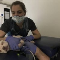 Advierten que mascotas pueden contraer viruela del mono