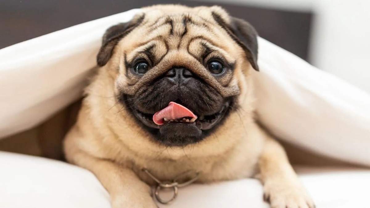 Curiosidades sobre el Pug. Fuente: (X)