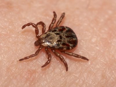 Un virus descubierto en China hace cinco años es detectado en garrapatas de Suiza