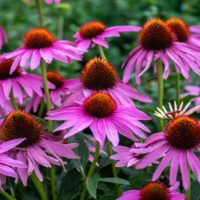 Las plantas con hermosas flores que podés sembrar en otoño para tener un jardín a puro color