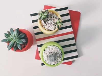 Mis suculentas están feas y enfermas: tips para salvar nuestras plantas