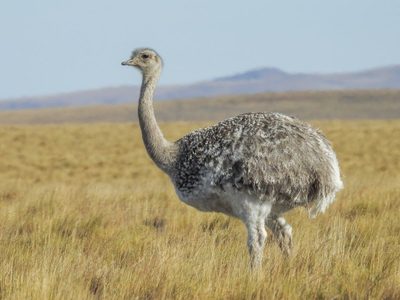 Curiosidades del choique, el ave de gran tamaño que habita en la Patagonia
