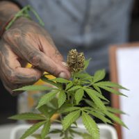 La SCJN declara inconstitucional penalizar posesión de más de 5 gramos de mariguana