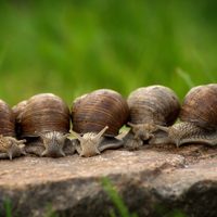 Si ya no sabes qué hacer para alejar a los caracoles de tus plantas, probá estos 3 trucos fáciles y naturales