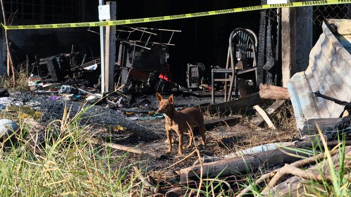 El perrito Canelo cuida la casa de madera y lámina galvanizada en la que murieron los cinco integrantes de la familia Román Cuica por un incendio, en Chilpancingo, Guerrero