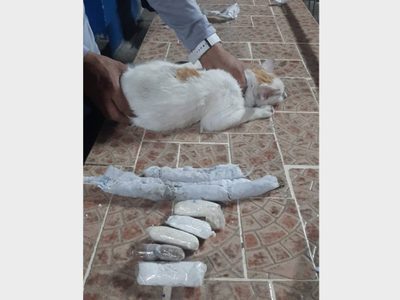 Usan a un gato para introducir droga en una prisión