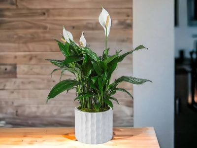 Espatifilio o cuna de Moisés: cómo hacer que florezca todo el año esta hermosa planta de interior