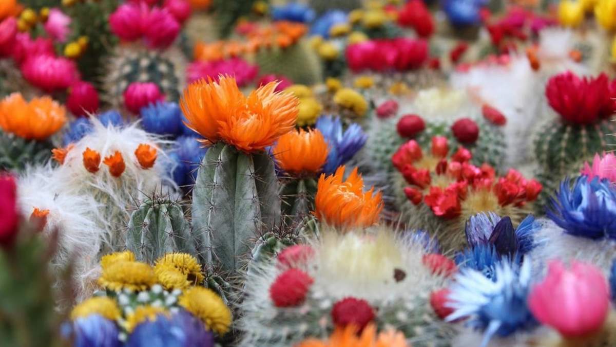 Cactus. Fuente: (X)