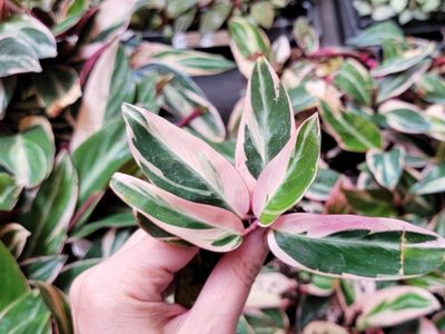 Los trucos de viveristas para cuidar esta hermosa planta rosa que vas a querer sumar a tu colección