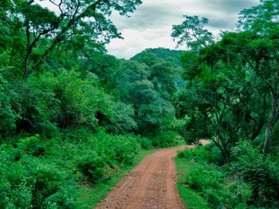 Buscan restaurar la zona de bosques de yungas en Jujuy