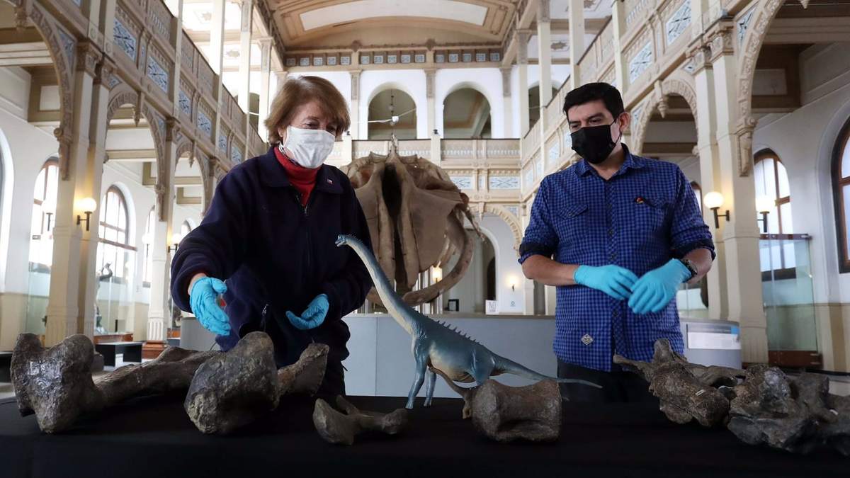 Arqueólogos chilenos ordenan las piezas del Arackar Licanantay, el nuevo dinosaurio de Chile. Fuente: (Twitter)