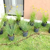 3 plantas tendencia en decoración que tenés y que son ideales para canteros a sol directo