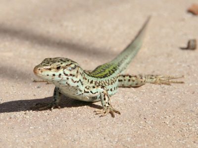 Advierten que una especie de lagartijas que habita en Vaca Muerta corre riesgo de extinción