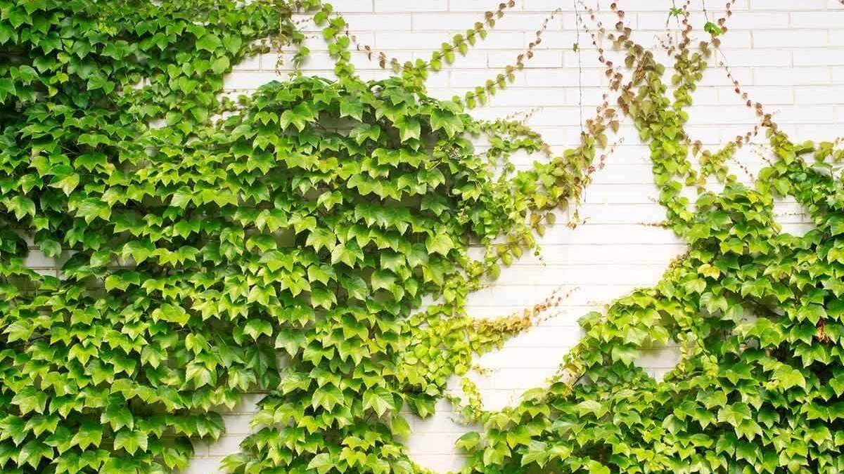 Planta. Fuente:(X).